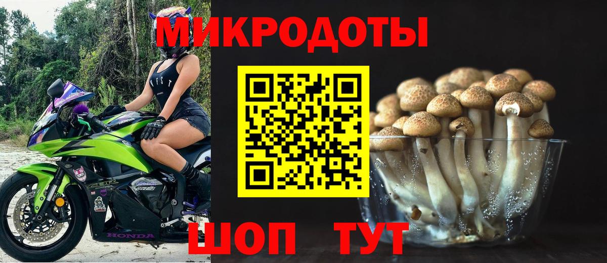 Галлюциногенные грибы Psilocybe Волоколамск